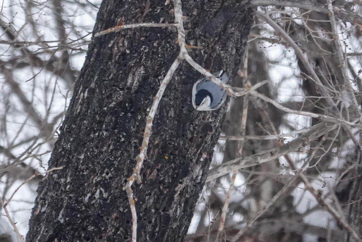 Sittelle à poitrine blanche - ML647573899