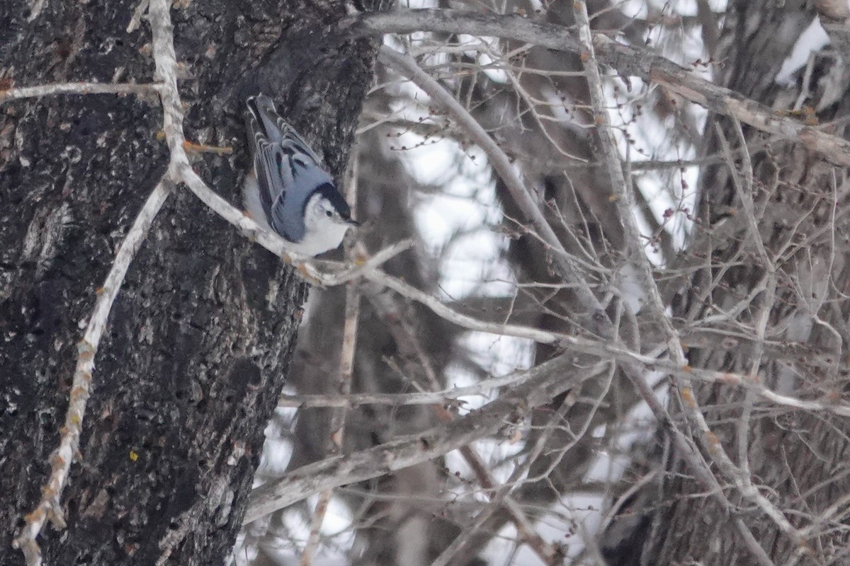 Sittelle à poitrine blanche - ML647573900