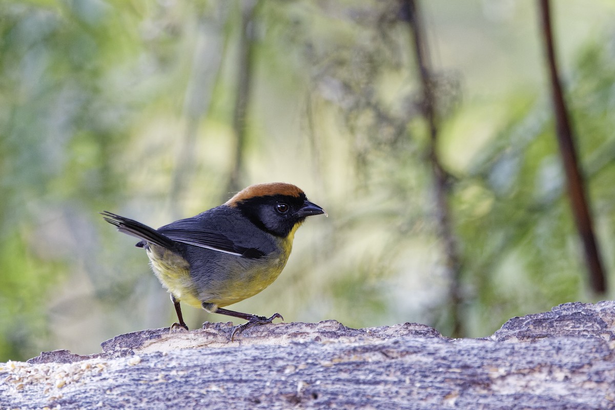 Black-fronted Brushfinch - ML647573931