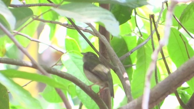 Saltarín Barbiblanco - ML647573945