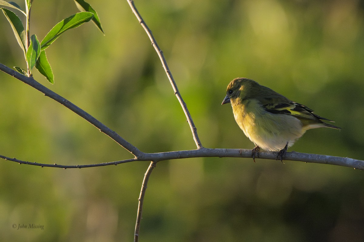 Hooded Siskin - ML647573964