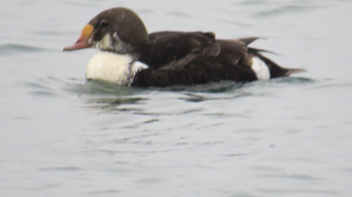 Гага-гребенушка - ML647573992