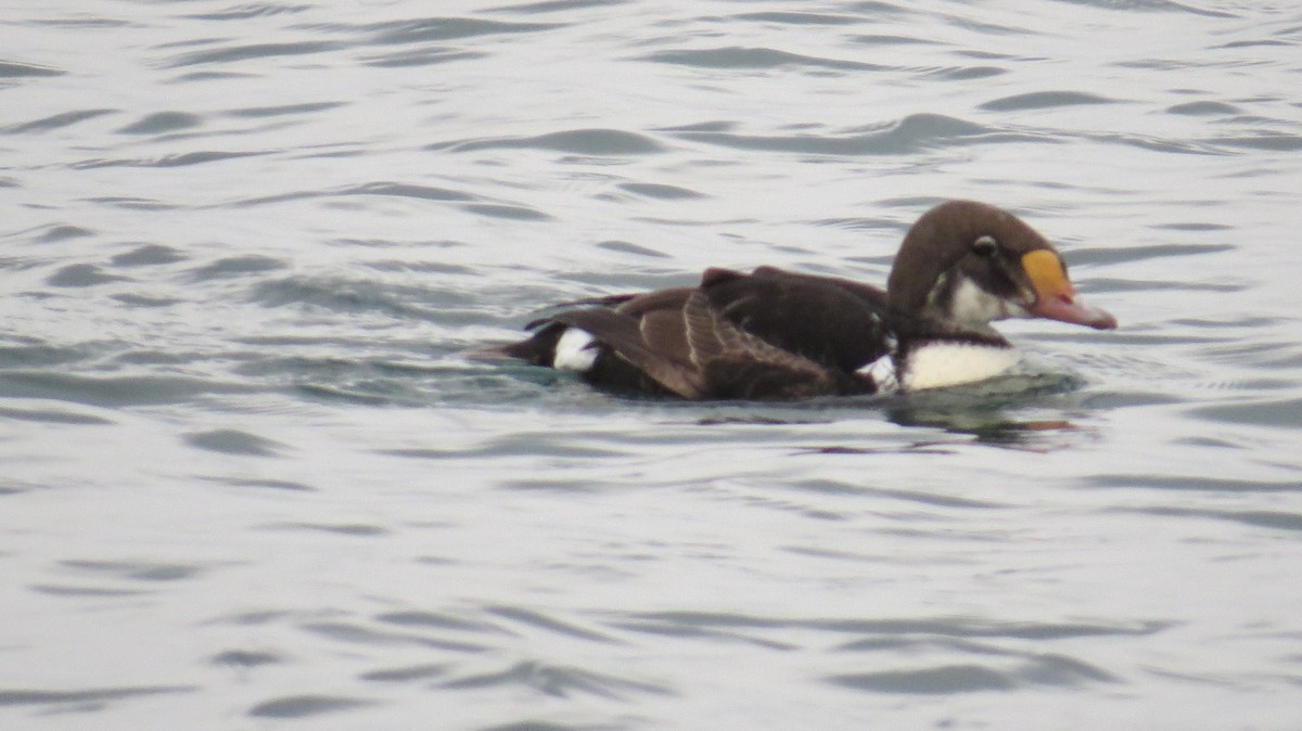 Гага-гребенушка - ML647573993