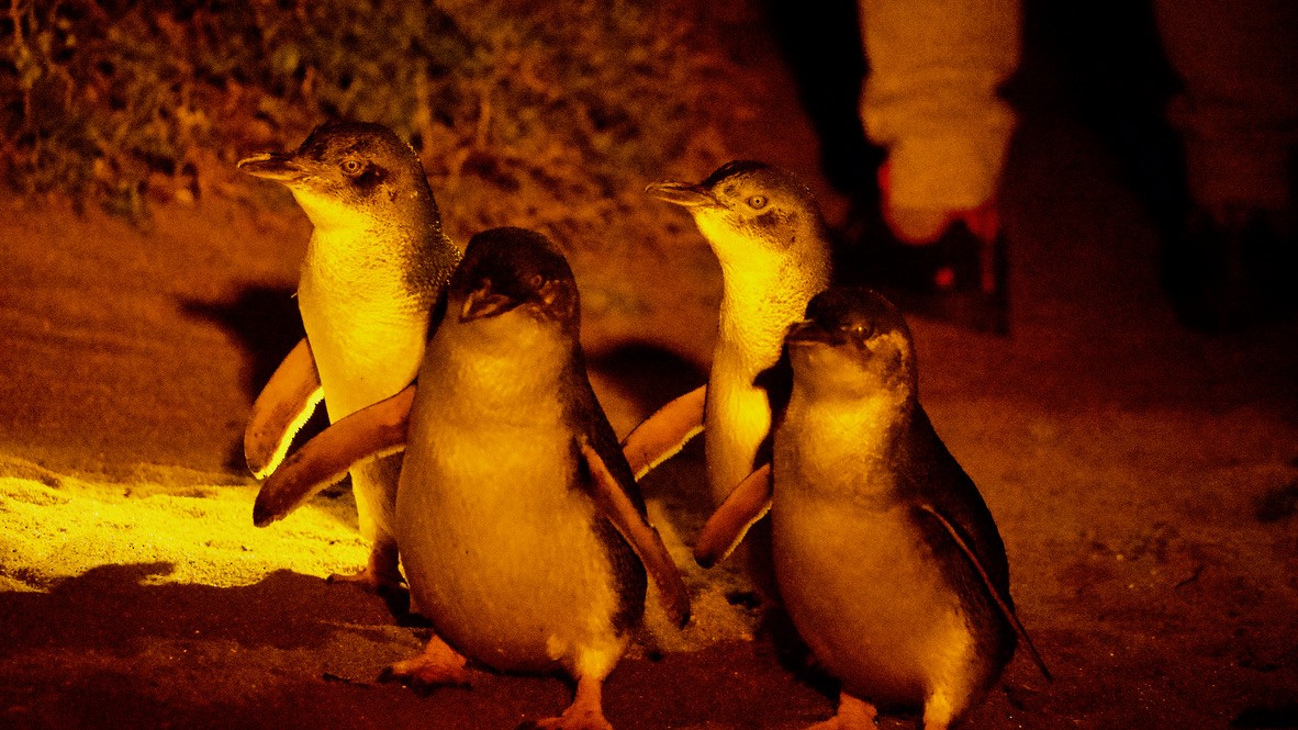 Little Penguin - ML647573998