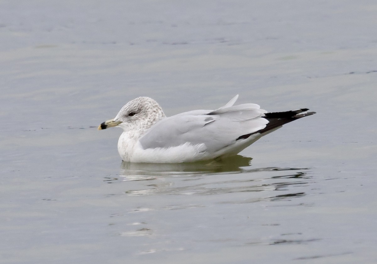 Ring-billed Gull - ML647574007