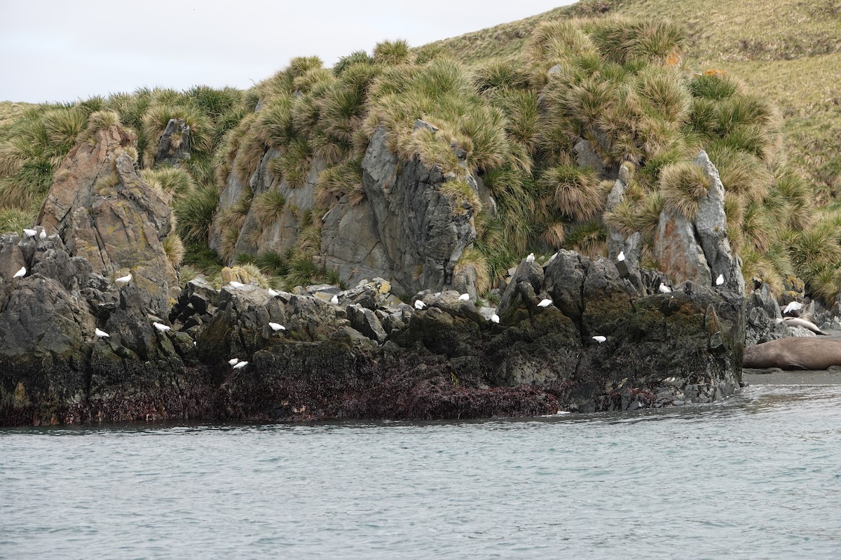 Snowy Sheathbill - ML647574011