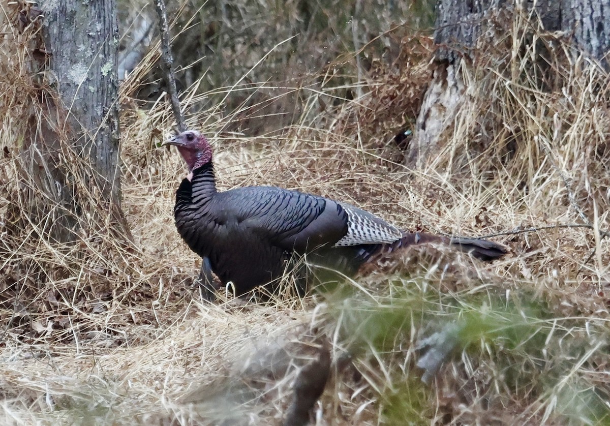 Wild Turkey - ML647574016