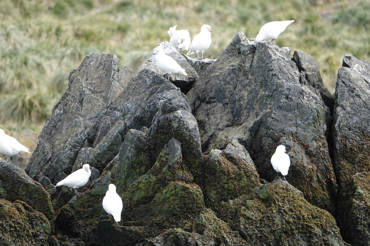 Snowy Sheathbill - ML647574019