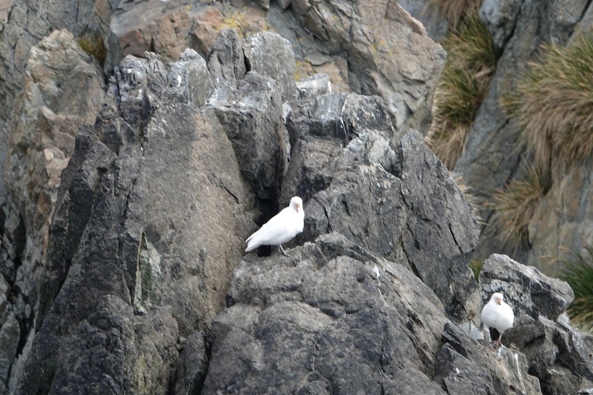 Snowy Sheathbill - ML647574022