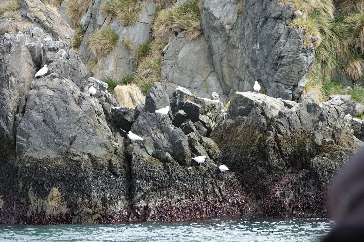 Snowy Sheathbill - ML647574028