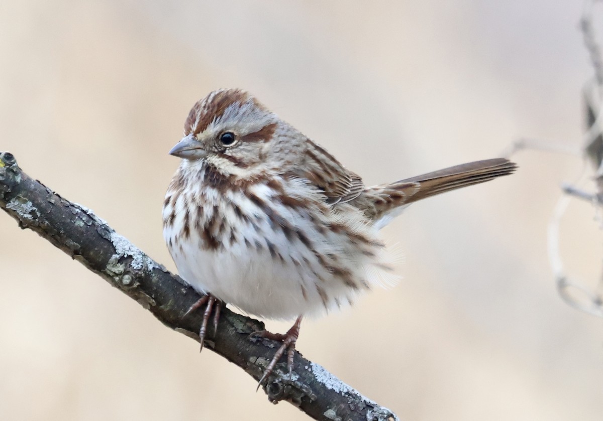 Song Sparrow - ML647574029