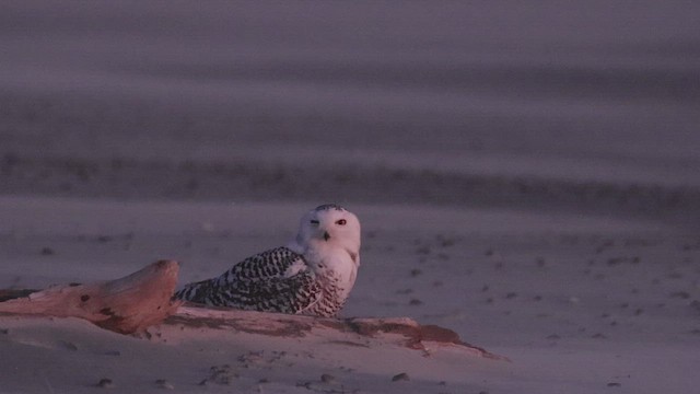 Snowy Owl - ML647574032