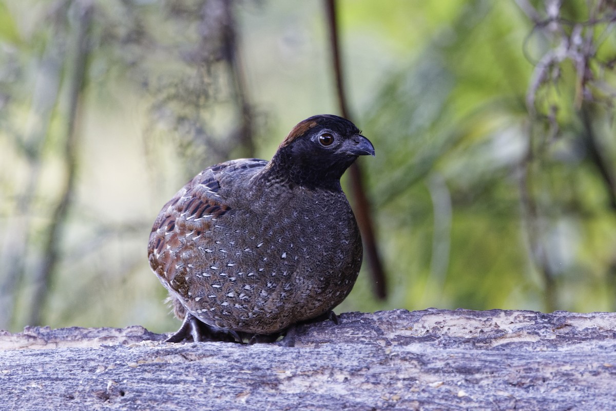 Black-fronted Wood-Quail - ML647574033