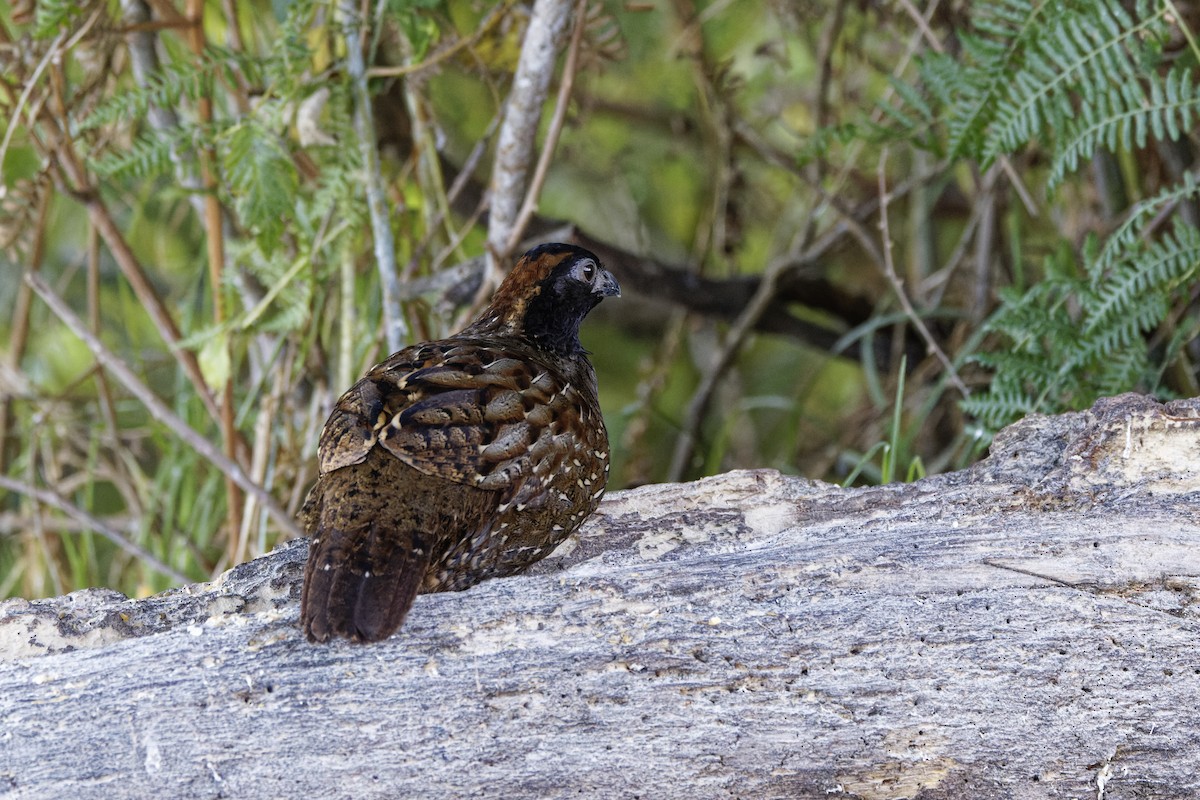 Black-fronted Wood-Quail - ML647574034