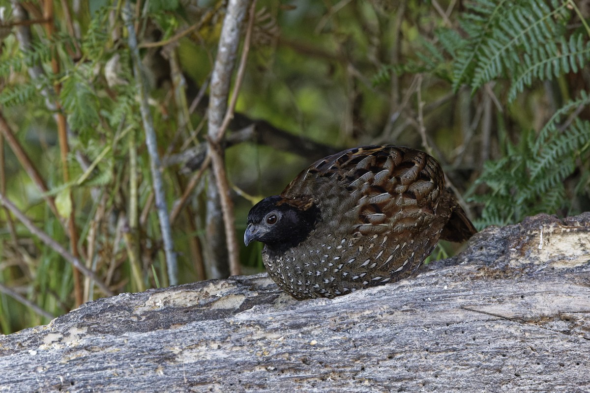 Black-fronted Wood-Quail - ML647574035