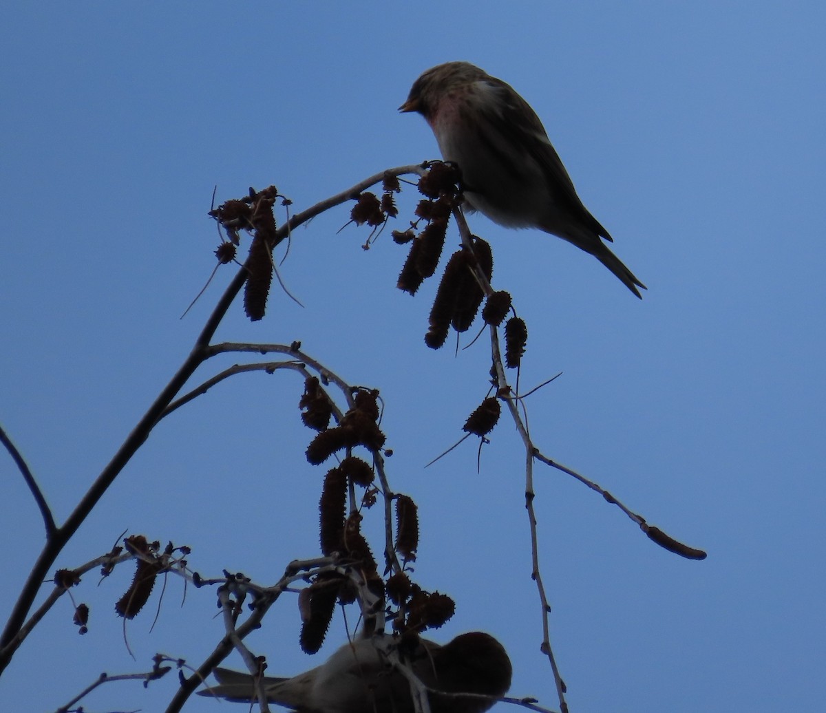 Pardillo Sizerín (alpino) - ML647574036