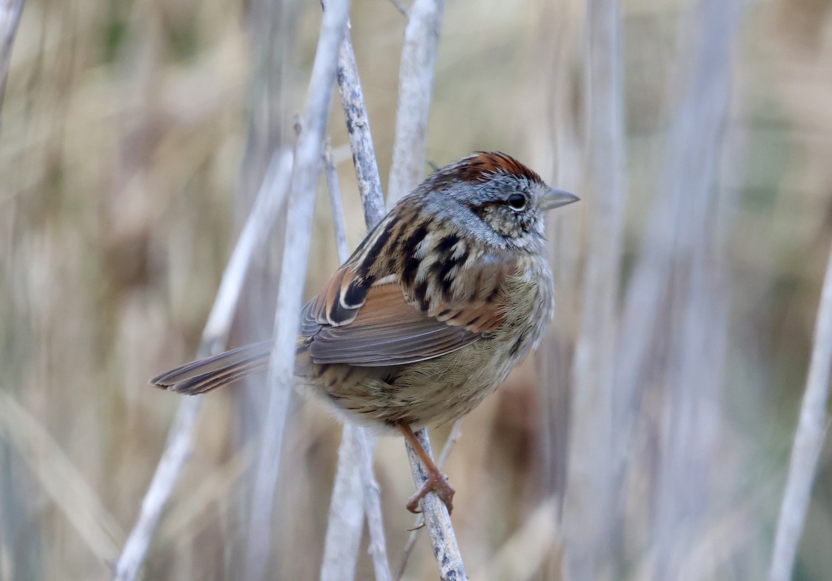 Swamp Sparrow - ML647574042