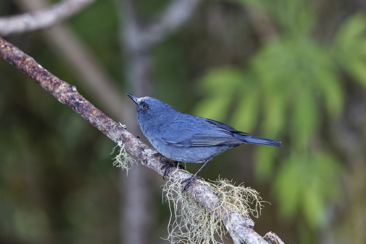 Bluish Flowerpiercer - ML647574057