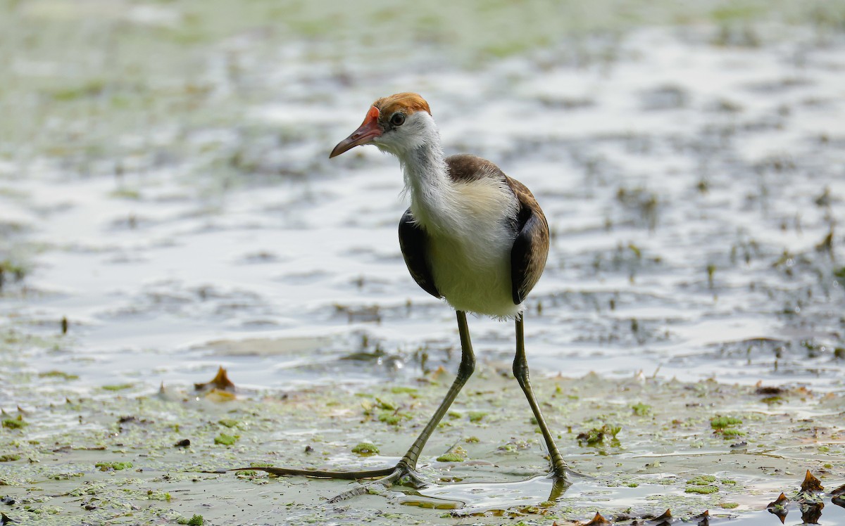 Comb-crested Jacana - ML647574067
