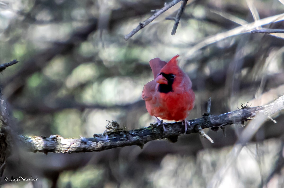 Northern Cardinal - ML647574077