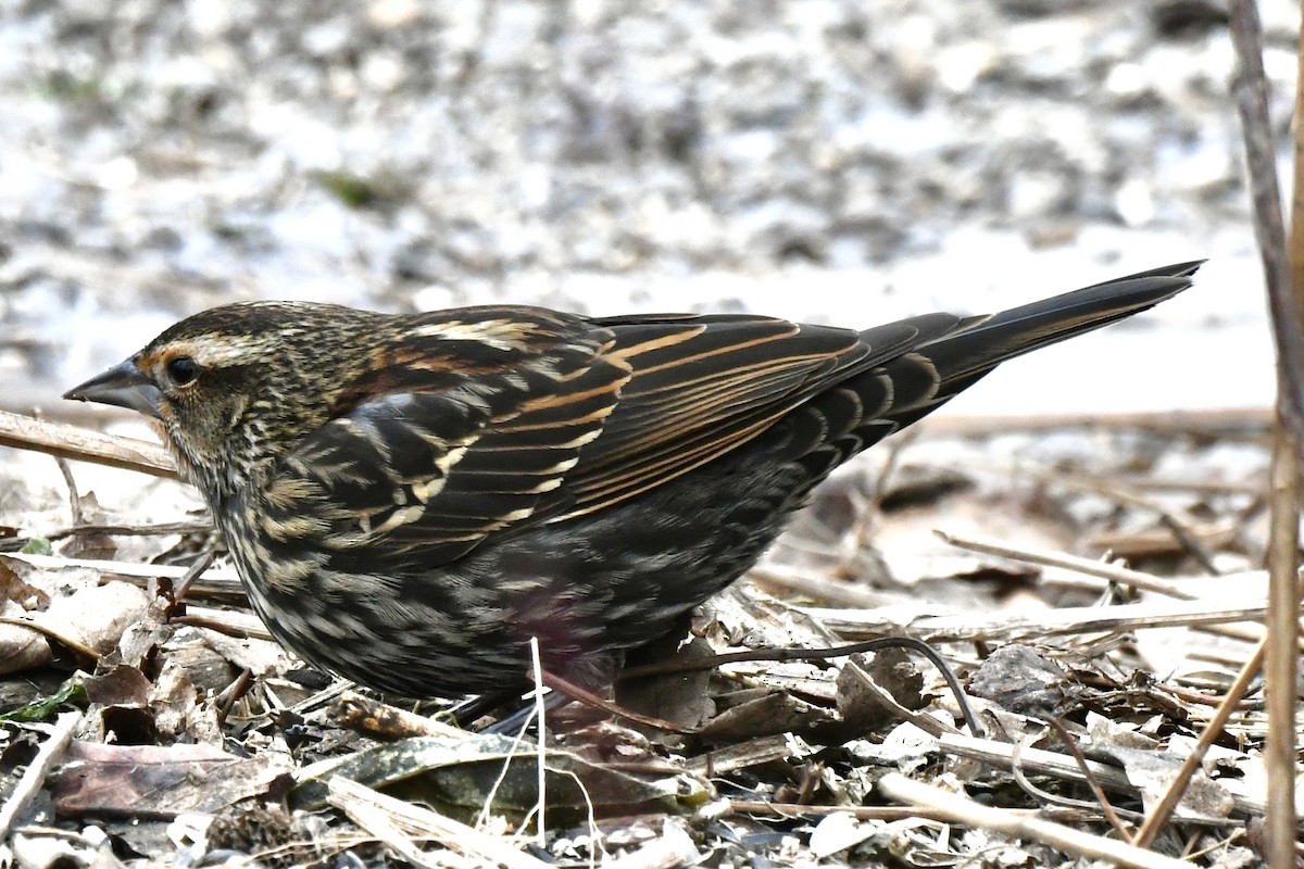 Red-winged Blackbird - ML647574082