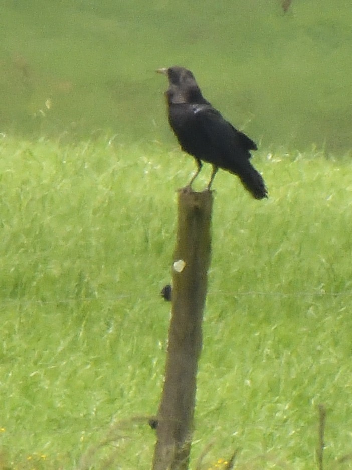 Cape Crow - ML647574083