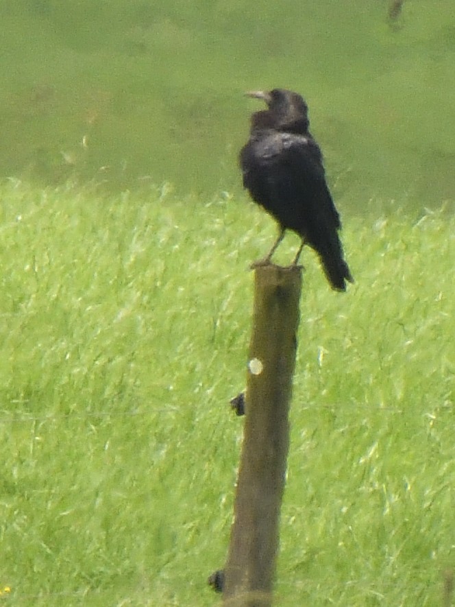 Cape Crow - ML647574084