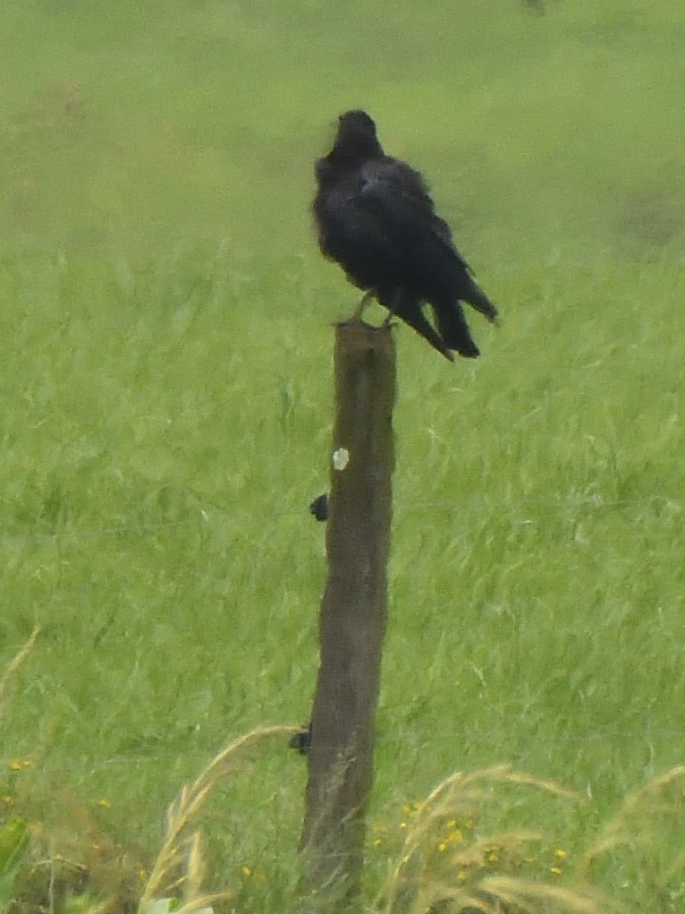 Cape Crow - ML647574085