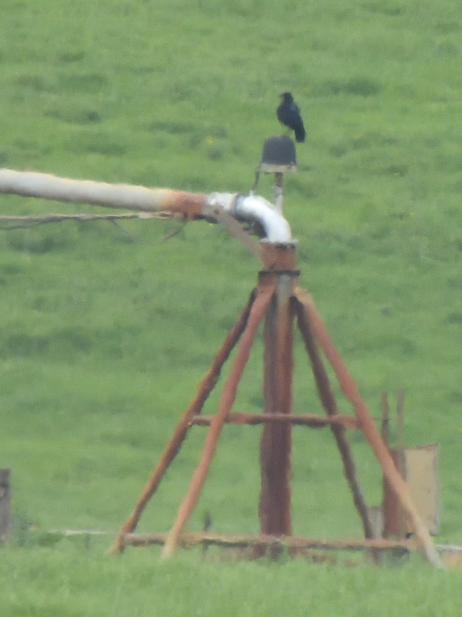 Cape Crow - ML647574086