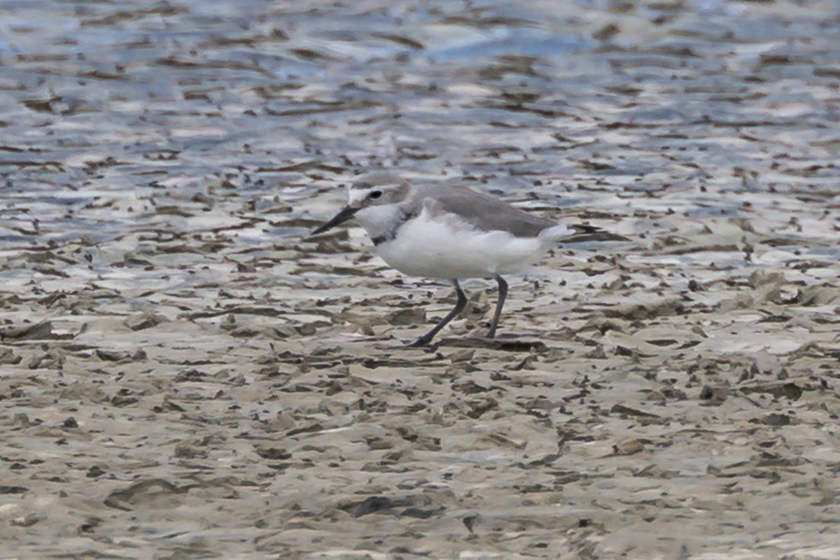 Wrybill - ML647574087