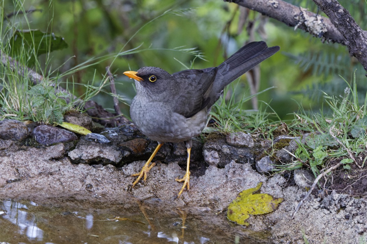 Great Thrush - ML647574089