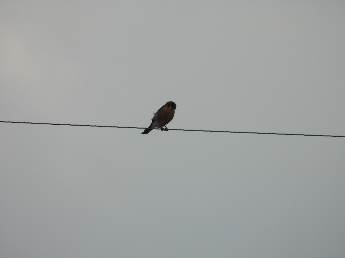 American Kestrel - ML647574090