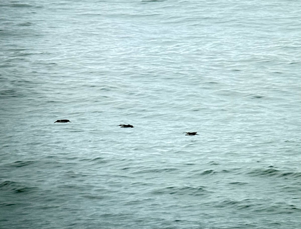 Brown Pelican - ML647574091