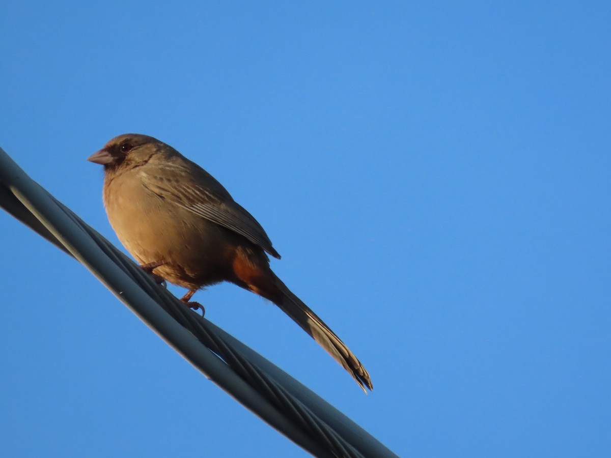 Abert's Towhee - ML647574092