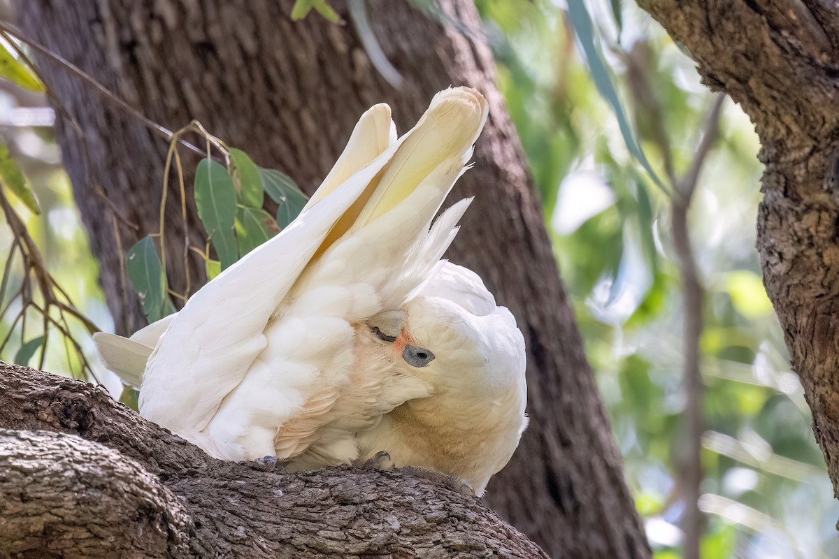 Little Corella - ML647574094