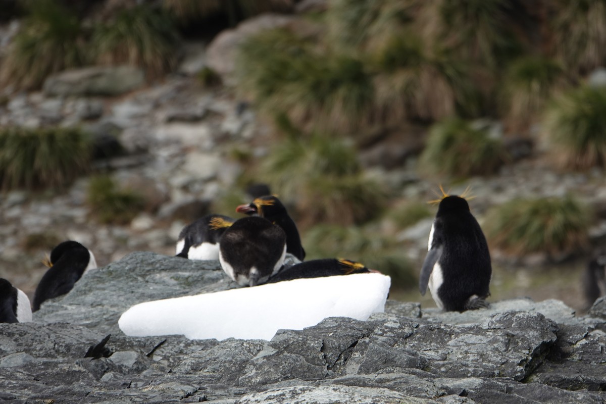 Macaroni Penguin - ML647574098