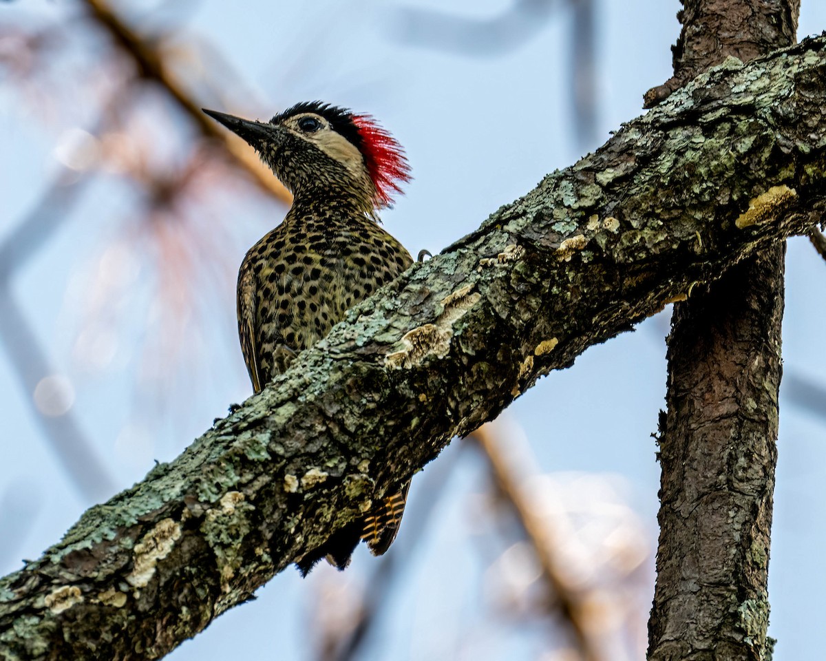 Green-barred Woodpecker - ML647574099