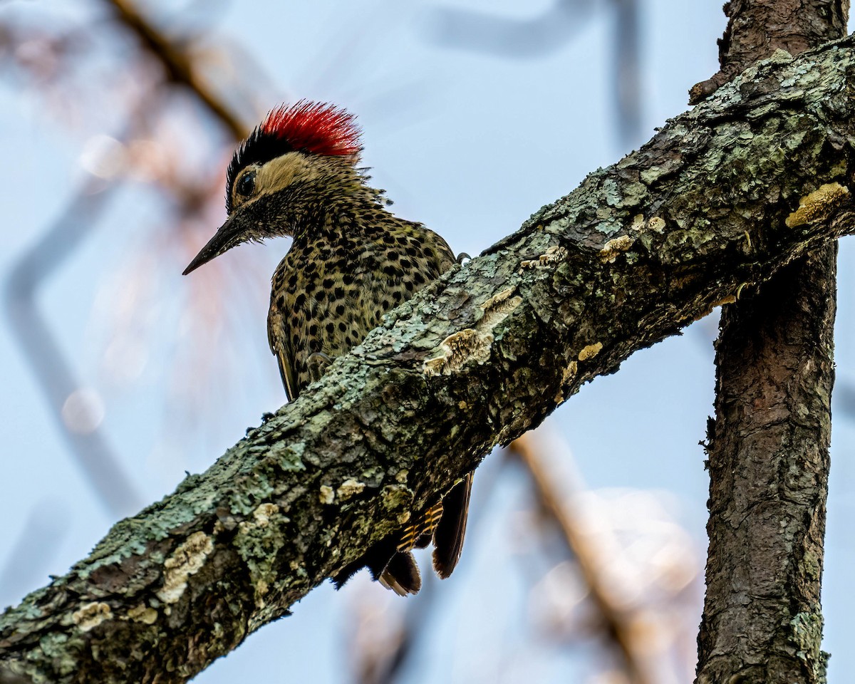 Green-barred Woodpecker - ML647574100