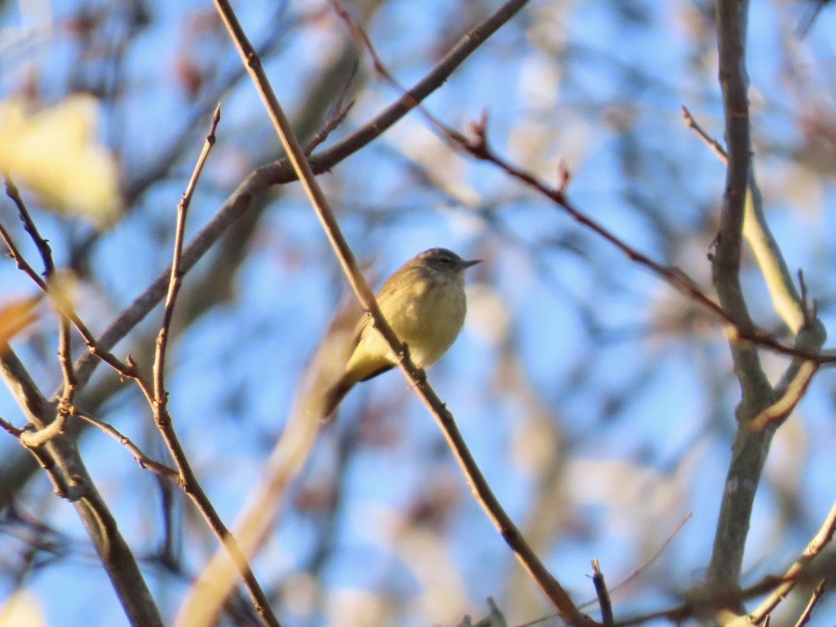 Palm Warbler (Western) - ML647574101