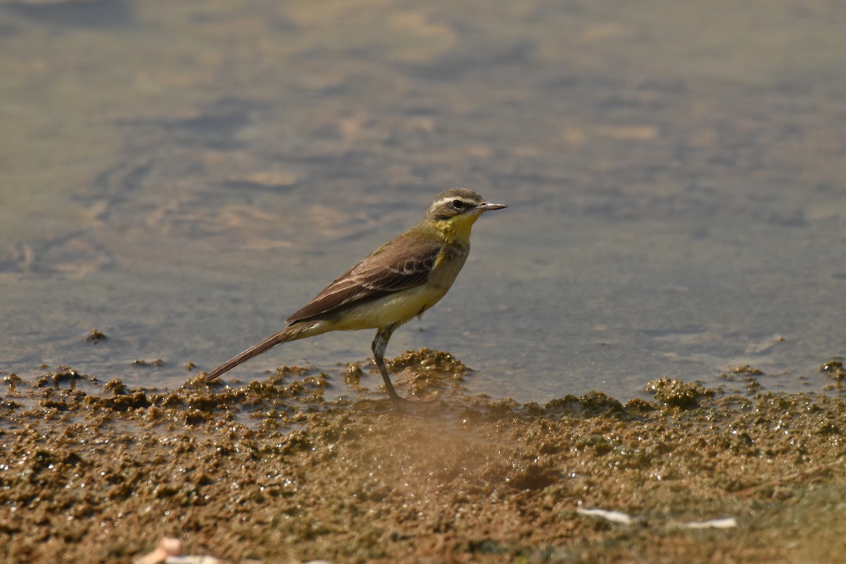 Eastern Yellow Wagtail - ML647574103