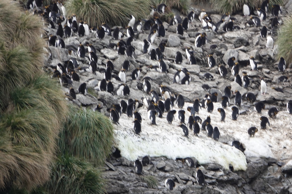 Macaroni Penguin - ML647574104