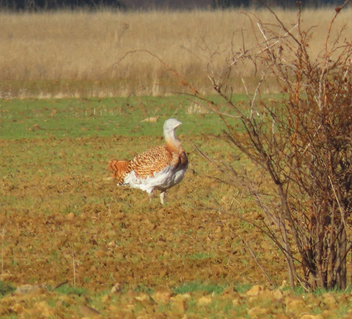Great Bustard - ML647574105