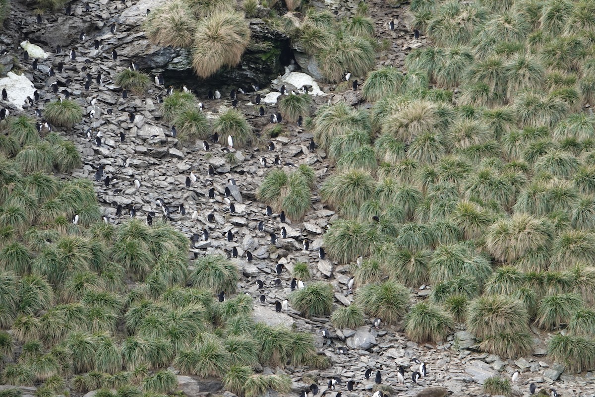 Macaroni Penguin - ML647574107