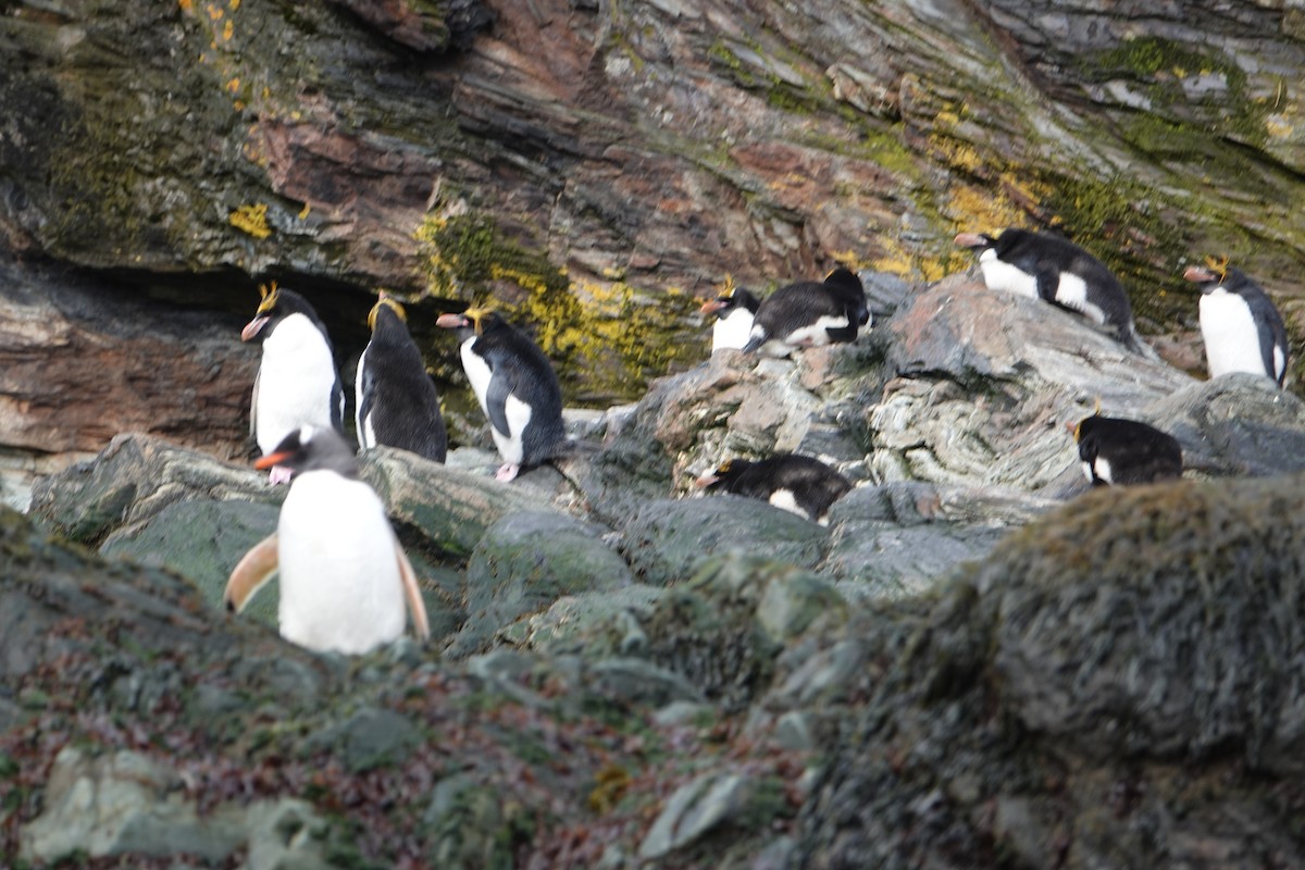 Macaroni Penguin - ML647574108