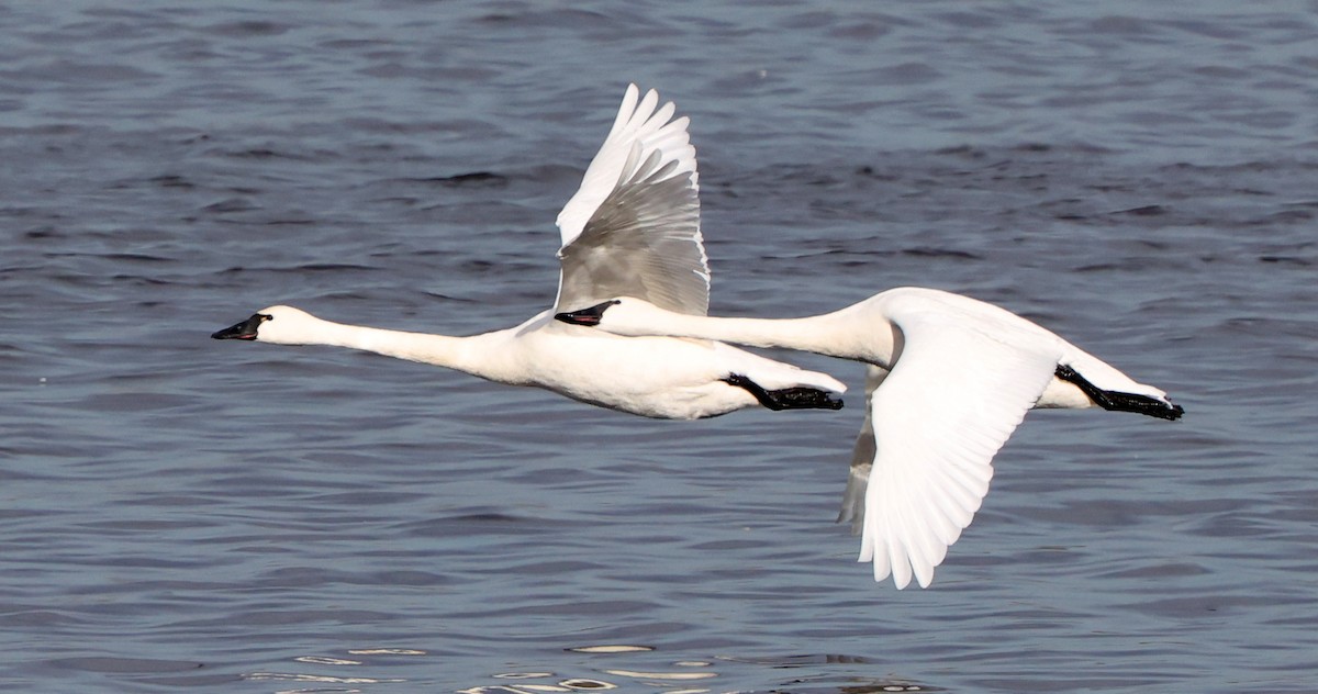 Tundra Swan - ML647574109