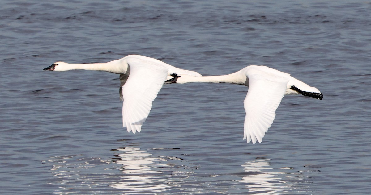 Tundra Swan - ML647574110