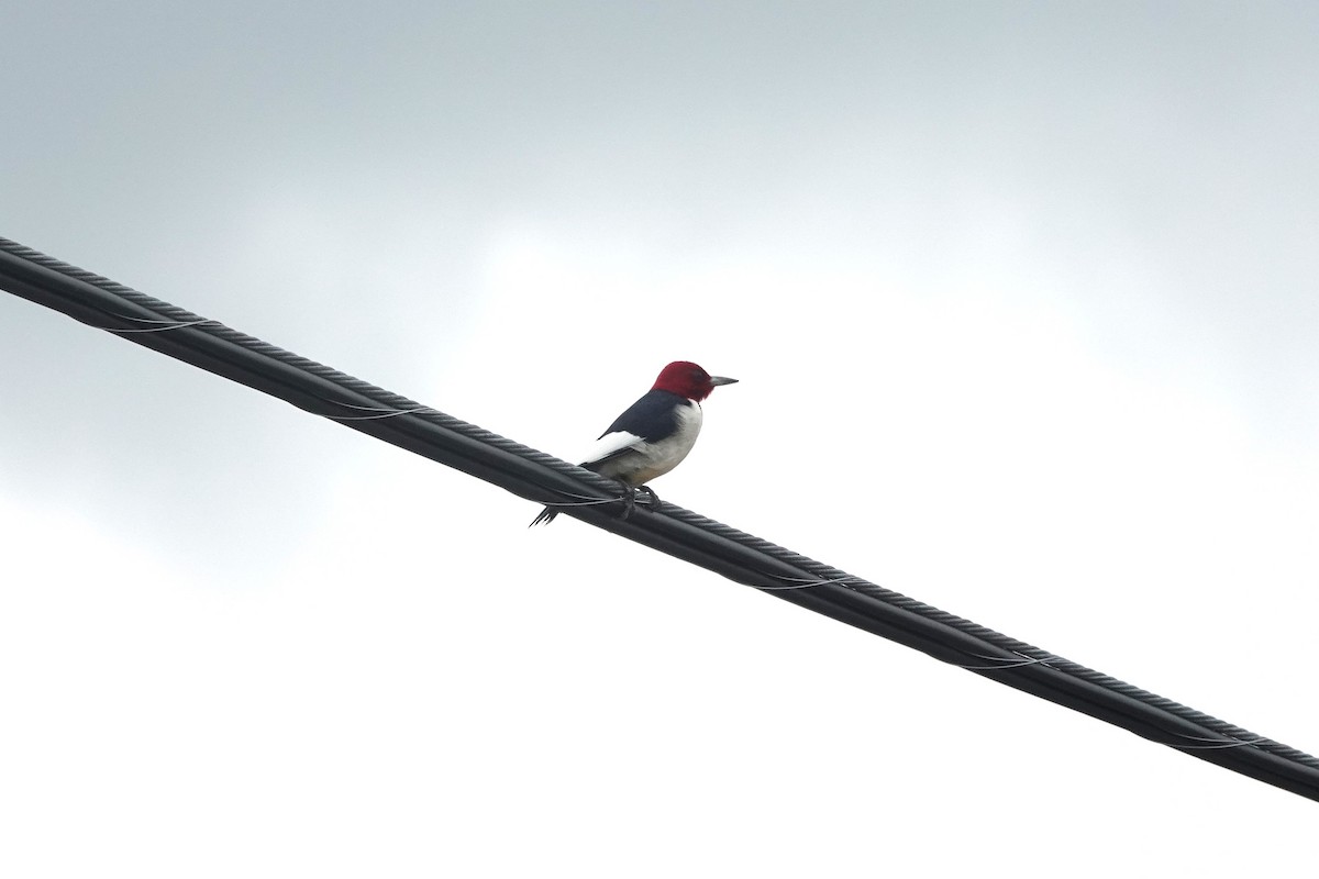 Red-headed Woodpecker - ML647574111