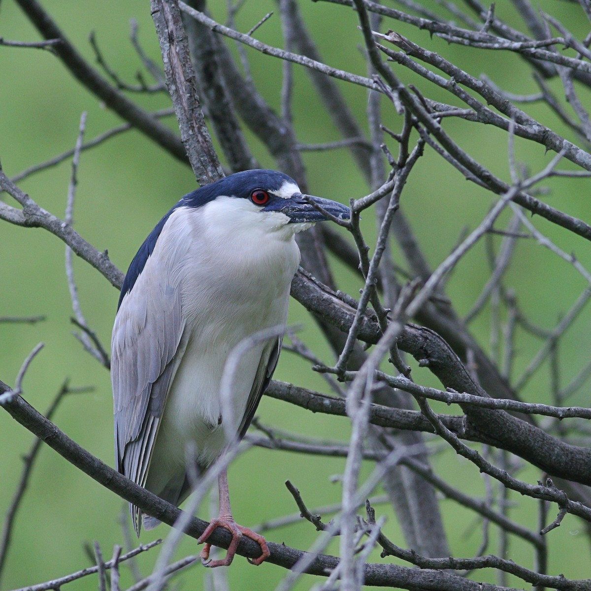 Black-crowned Night Heron - ML647574112