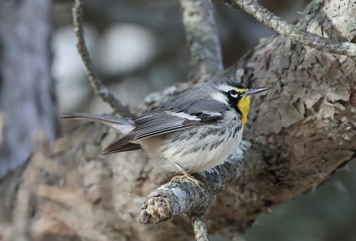Yellow-throated Warbler - ML647574114