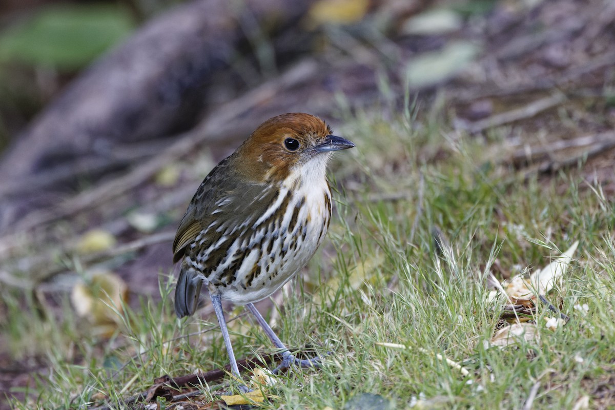 Chestnut-crowned Antpitta - ML647574116